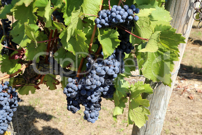 Grapes are ripening in the vineyard