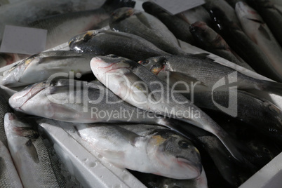 Different sea fish at a fish market in Croatia