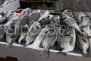 Different sea fish at a fish market in Croatia