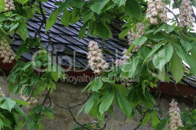 Blossoming chestnut tree in spring closeup. Nature