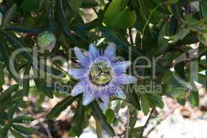 Close up of passion fruit flower in summer