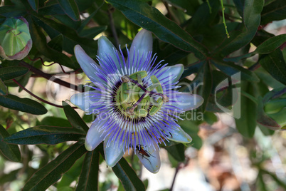 Close up of passion fruit flower in summer