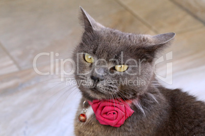 Beautiful gray cat with a rose around his neck