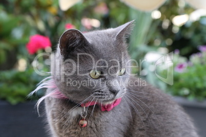 Beautiful gray cat with a rose around his neck