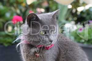 Beautiful gray cat with a rose around his neck