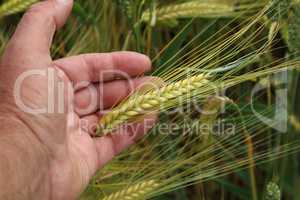 Wheat ears in the hand - Harvest concept