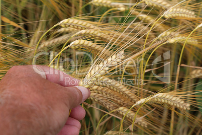 Wheat ears in the hand - Harvest concept