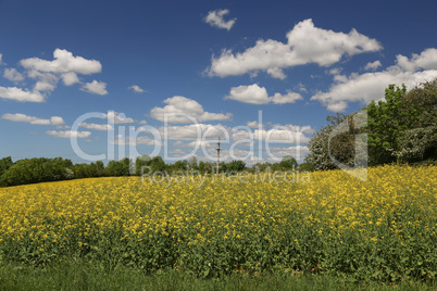 Cultivated yellow colorful raps field in Germany