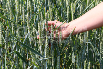 Wheat ears in the hand - Harvest concept