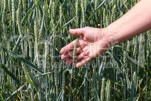 Wheat ears in the hand - Harvest concept