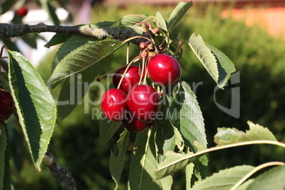 Cherries hanging on a cherry tree branch