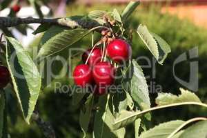 Cherries hanging on a cherry tree branch