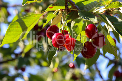 Cherries hanging on a cherry tree branch