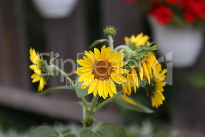 Beautiful bright colored sunflowers and green plants