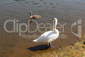 White swan with cub on the river