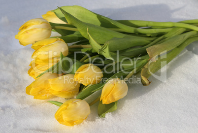 Yellow tulips in the snow