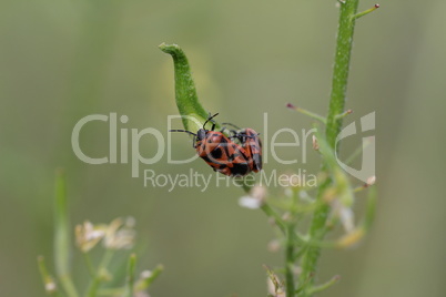 Pyrrhocoris