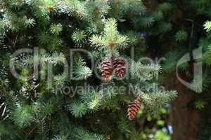 Green conifer with brown cones in the forest