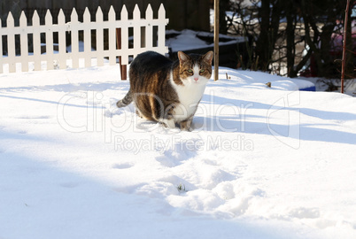 Cat in the snow