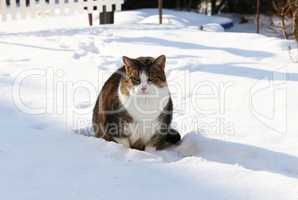 Cat in the snow