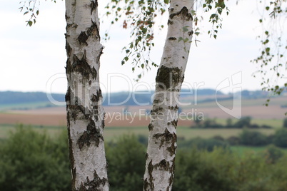 Two birch trees