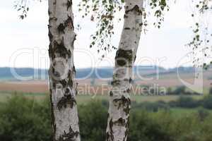 Two birch trees