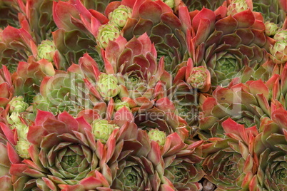 Sempervivum flower