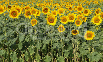 Beautiful bright colored sunflowers and green plants.