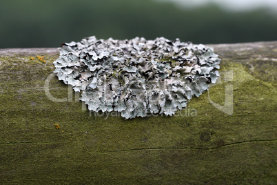 Lichen