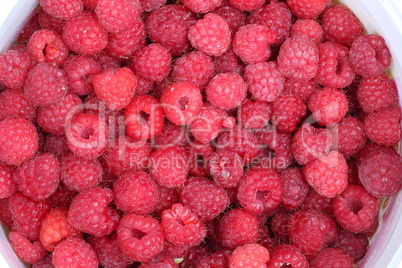 Harvest fresh raspberries in July. Sweet red raspberry