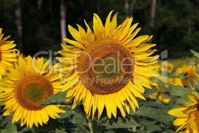 Beautiful bright colored sunflowers and green plants