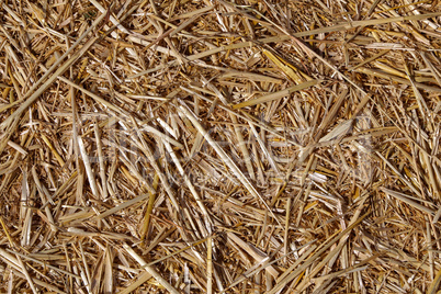 Yellow dry straw background texture. The Straw texture