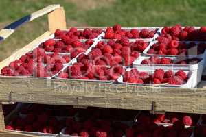 Harvest fresh raspberries in July. Sweet red raspberry