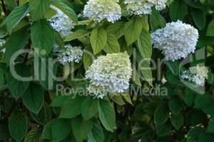 Blooming white hydrangea plants in full bloom