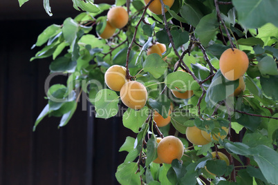 A bunch of ripe apricots on a branch