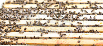 Beekeeper working with bees in the apiary