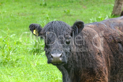 Young Highland cow in a farmers farm in summer