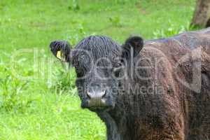 Young Highland cow in a farmers farm in summer