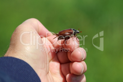 Common Cockchafer - Melolontha melolontha, known as a May bug or Doodlebug.