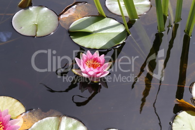 Beautiful Waterlily flower in the garden pond