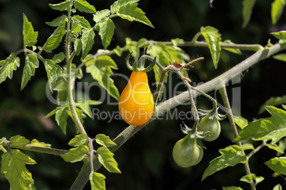 Yellow tomato matures on a bush in the vegetable garden