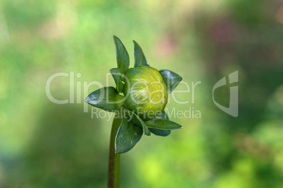 Green bud dahlia on a green background