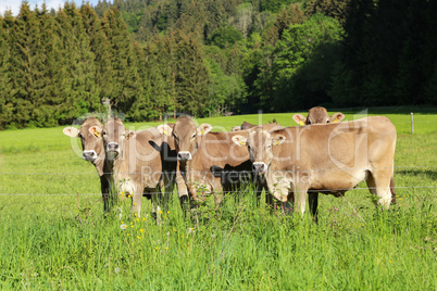 Brown cows in pastures in the foothills of the Alps