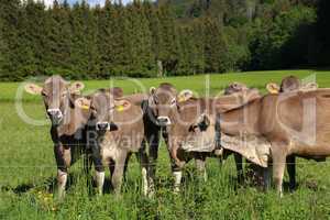 Brown cows in pastures in the foothills of the Alps