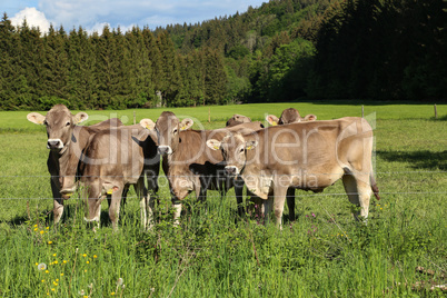 Brown cows in pastures in the foothills of the Alps