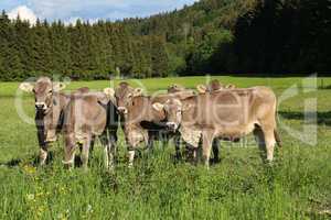 Brown cows in pastures in the foothills of the Alps