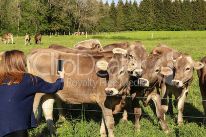 Girl takes pictures on mobile phone herd of cows