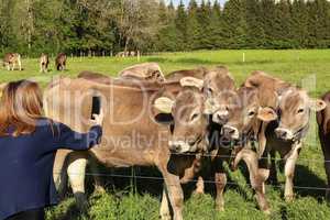 Girl takes pictures on mobile phone herd of cows