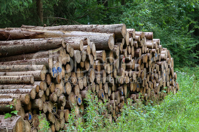 Timber industry. Cut tree trunks in the forest.