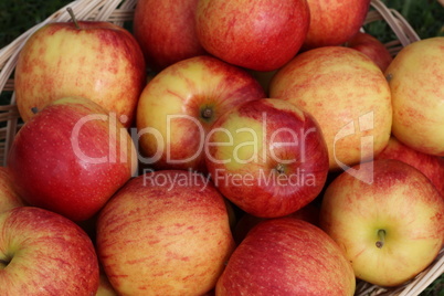 Beautiful red apples are on the table